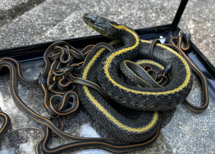 Santa Cruz Garter Snakes